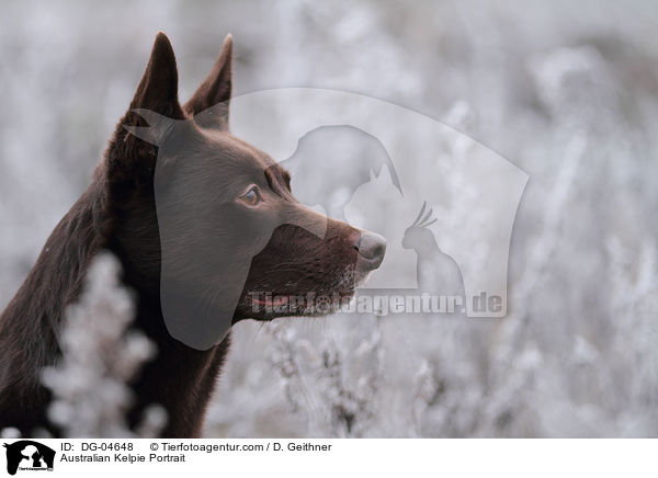 Australian Kelpie Portrait / DG-04648
