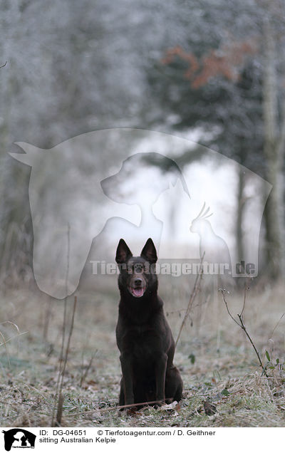 sitting Australian Kelpie / DG-04651