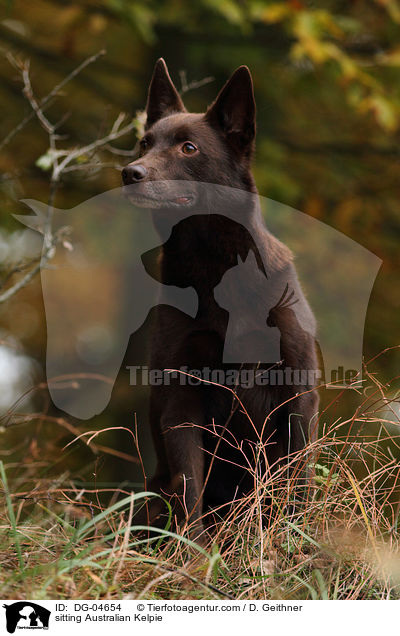 sitting Australian Kelpie / DG-04654