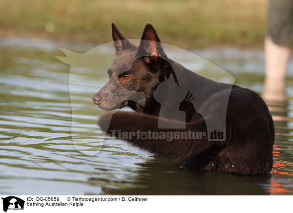 bathing Australian Kelpie / DG-05859