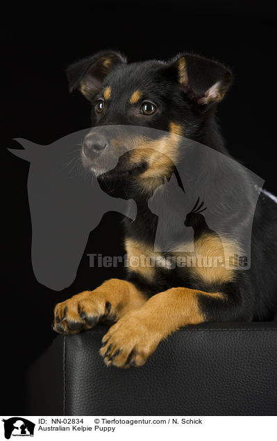 Australian Kelpie Puppy / NN-02834