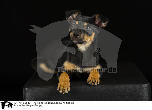Australian Kelpie Puppy / NN-02843
