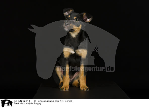 Australian Kelpie Puppy / NN-02844