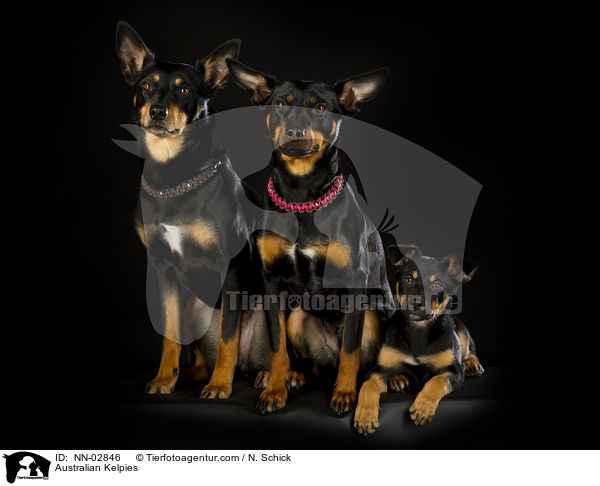 Australian Kelpies / NN-02846