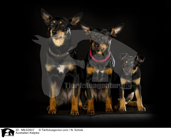 Australian Kelpies / NN-02847