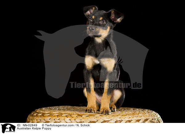Australian Kelpie Puppy / NN-02849