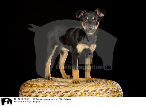 Australian Kelpie Puppy / NN-02853