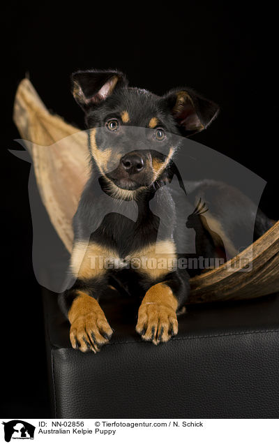 Australian Kelpie Puppy / NN-02856