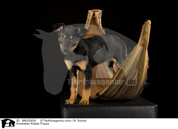 Australian Kelpie Puppy / NN-02859