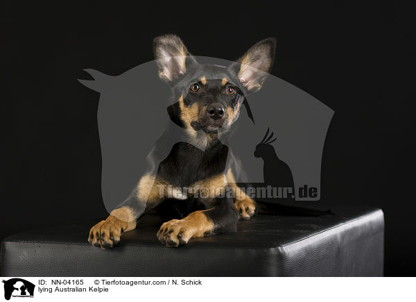 liegender Australian Kelpie / lying Australian Kelpie / NN-04165