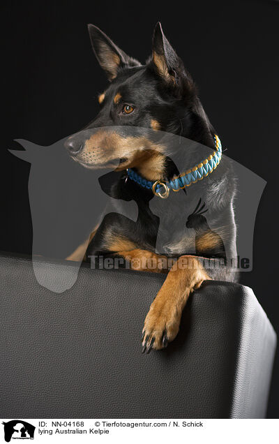 liegender Australian Kelpie / lying Australian Kelpie / NN-04168