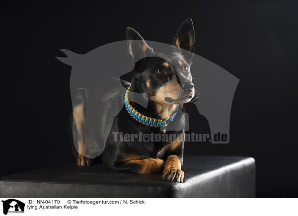 liegender Australian Kelpie / lying Australian Kelpie / NN-04170