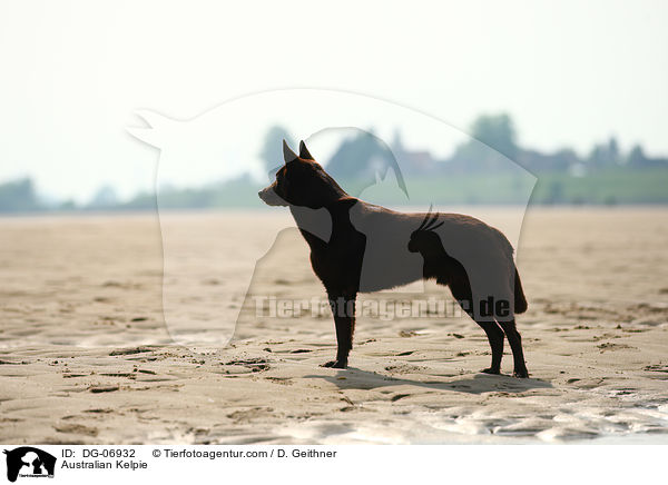 Australian Kelpie / Australian Kelpie / DG-06932