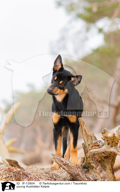 young Australian Kelpie / IF-13904