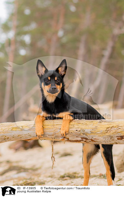 young Australian Kelpie / IF-13905