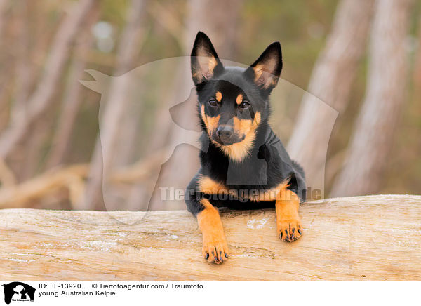 young Australian Kelpie / IF-13920