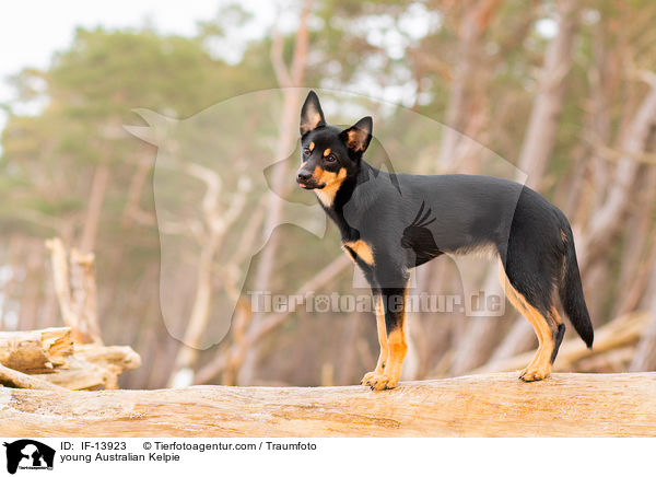 young Australian Kelpie / IF-13923