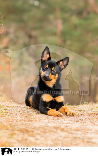 young Australian Kelpie / IF-13941