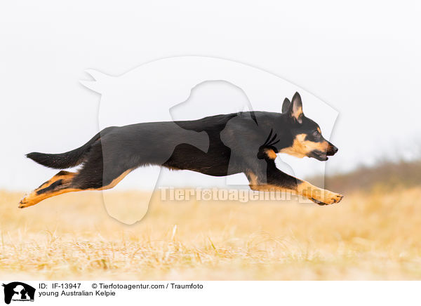 young Australian Kelpie / IF-13947