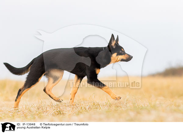 young Australian Kelpie / IF-13948