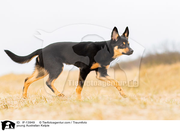 young Australian Kelpie / IF-13949