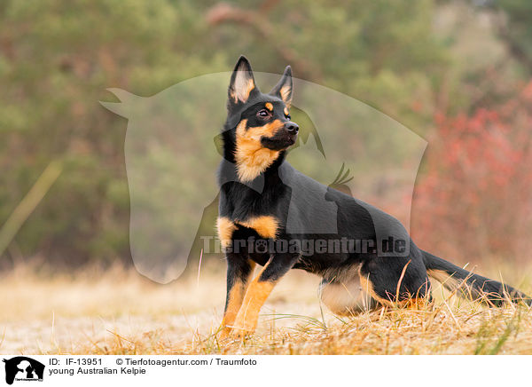 young Australian Kelpie / IF-13951