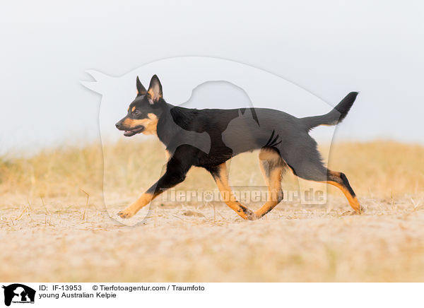 young Australian Kelpie / IF-13953