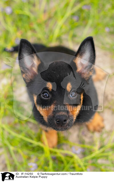 Australian Kelpie Welpe / Australian Kelpie Puppy / IF-14250