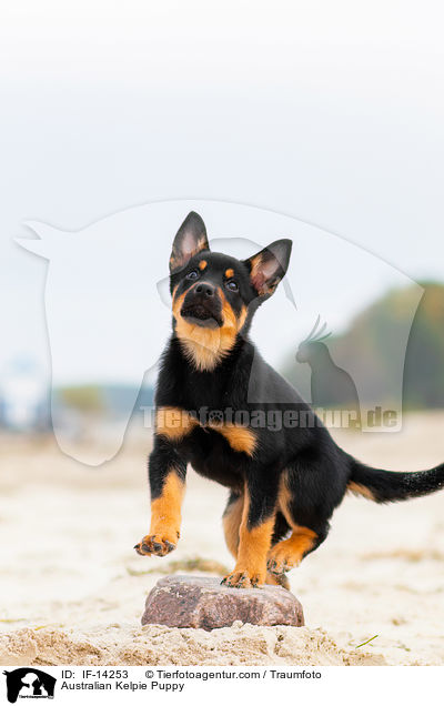 Australian Kelpie Welpe / Australian Kelpie Puppy / IF-14253
