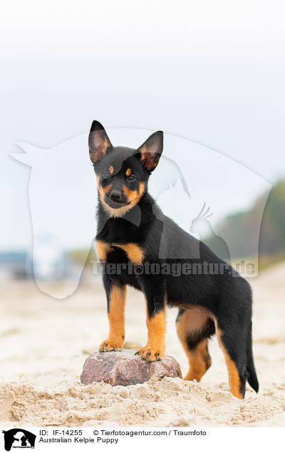 Australian Kelpie Welpe / Australian Kelpie Puppy / IF-14255