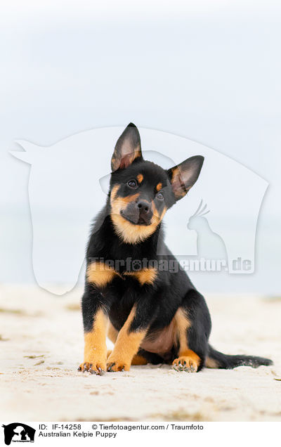 Australian Kelpie Welpe / Australian Kelpie Puppy / IF-14258