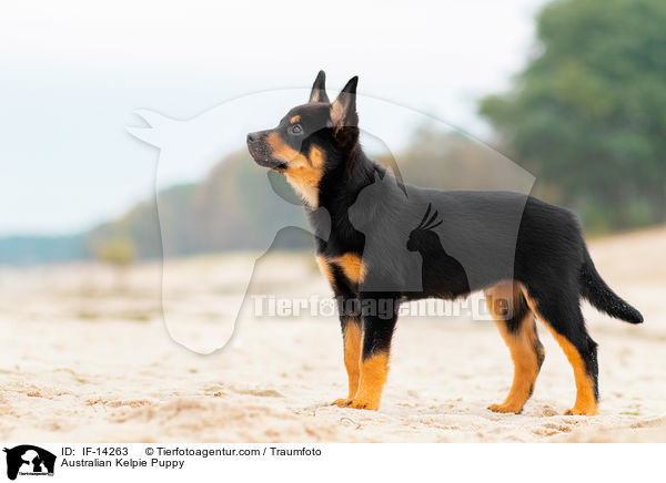 Australian Kelpie Welpe / Australian Kelpie Puppy / IF-14263