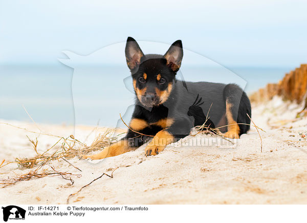 Australian Kelpie Welpe / Australian Kelpie Puppy / IF-14271