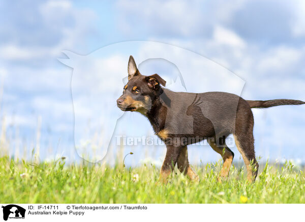 Australian Kelpie Welpe / Australian Kelpie Puppy / IF-14711
