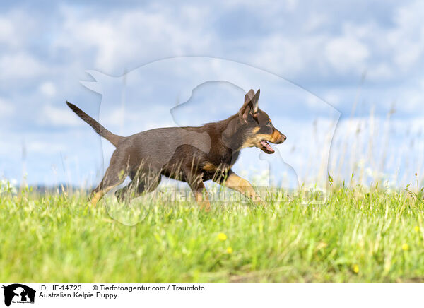 Australian Kelpie Welpe / Australian Kelpie Puppy / IF-14723