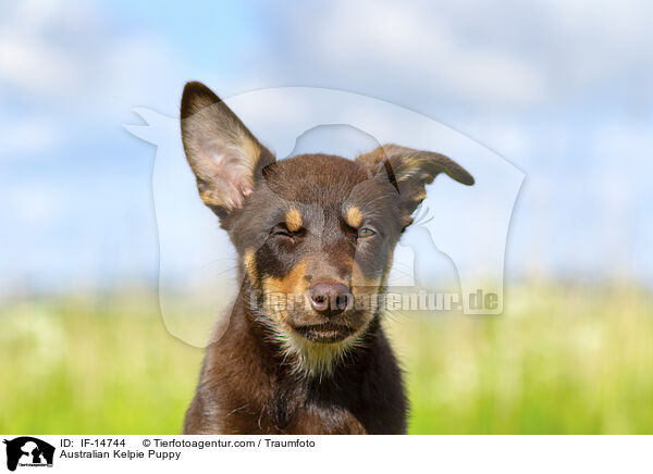 Australian Kelpie Puppy / IF-14744