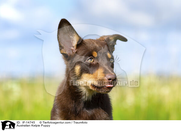 Australian Kelpie Puppy / IF-14745