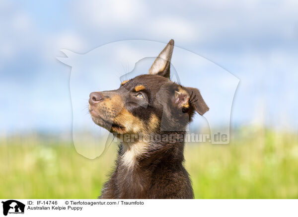 Australian Kelpie Puppy / IF-14746