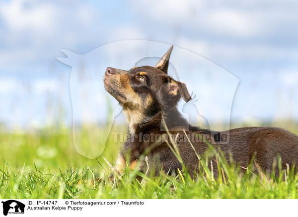 Australian Kelpie Puppy / IF-14747