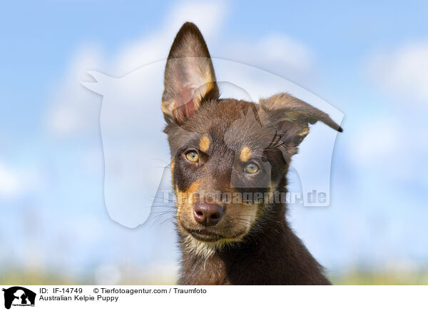 Australian Kelpie Puppy / IF-14749