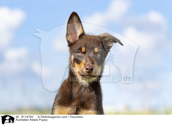 Australian Kelpie Puppy / IF-14750