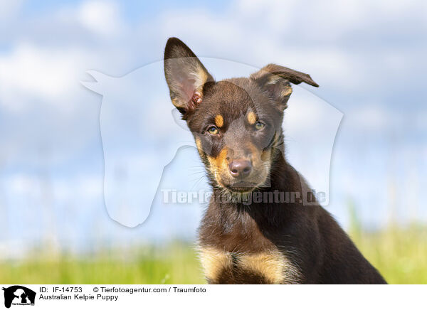 Australian Kelpie Welpe / Australian Kelpie Puppy / IF-14753