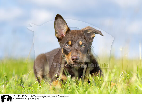 Australian Kelpie Puppy / IF-14754