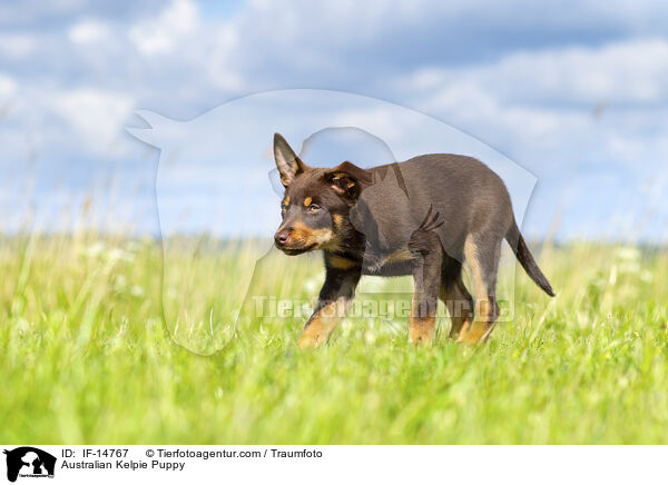Australian Kelpie Puppy / IF-14767