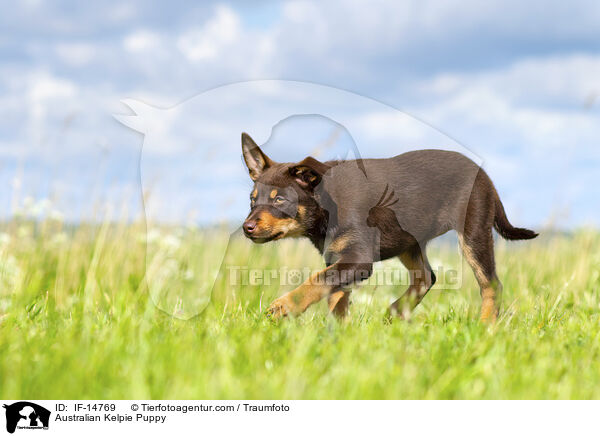 Australian Kelpie Puppy / IF-14769