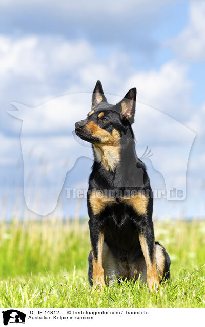 Australian Kelpie in summer / IF-14812