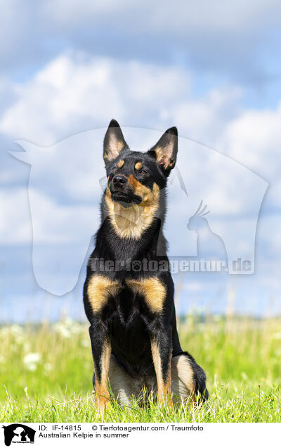 Australian Kelpie in summer / IF-14815