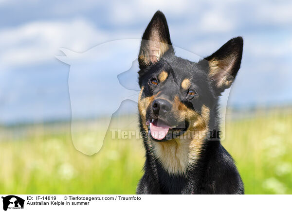 Australian Kelpie in summer / IF-14819