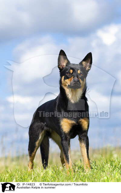 Australian Kelpie in summer / IF-14823