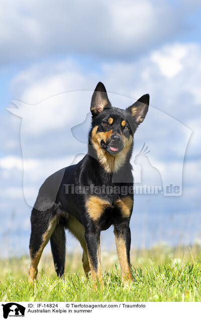Australian Kelpie in summer / IF-14824
